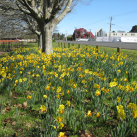 Daffodils - Cambridge Tree Trust